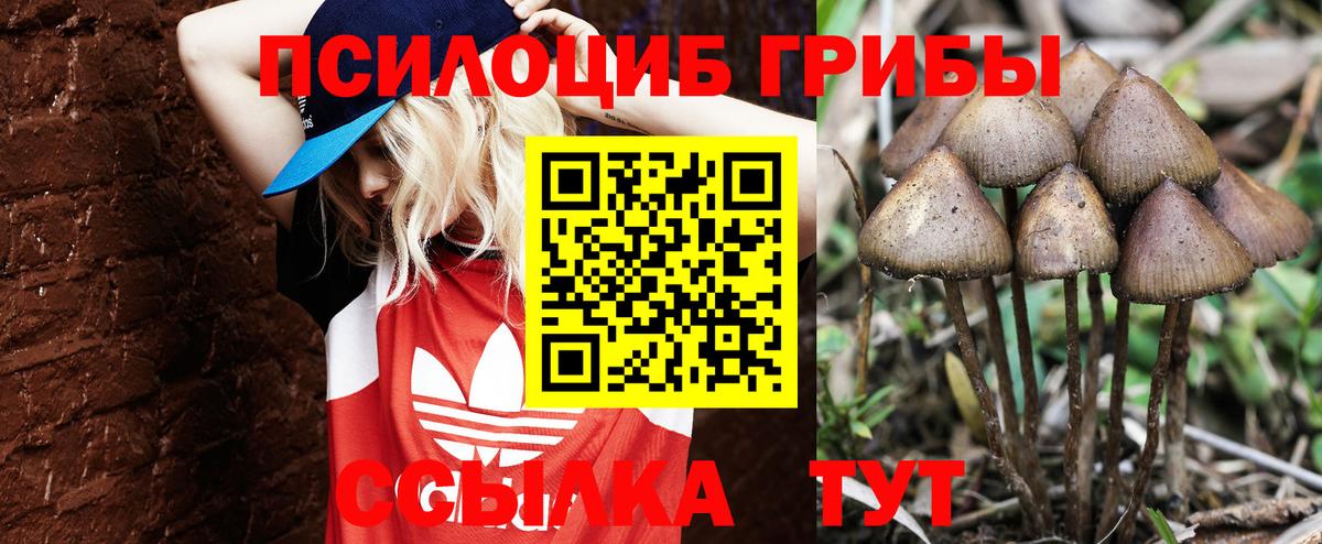 Псилоцибиновые грибы Psilocybine cubensis Заводоуковск